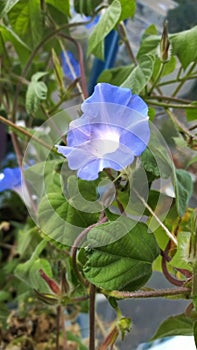 Blue morning glory flower on a vine of balcony garden