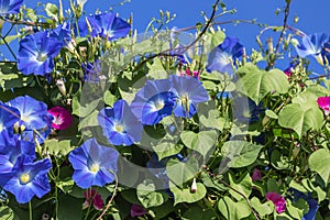 Blue morning glory flowers