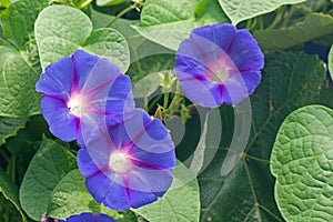 BLUE MORNING GLORY FLOWERS ENTWINED WITH GRAPE VINE