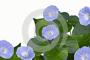 Blue morning glory flowers and leaves on white background