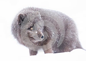 Blue Morph Arctic fox standing in the falling snow