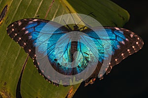 Blue morph butterfly