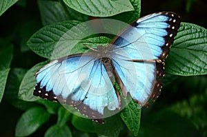 Blue morph butterfly