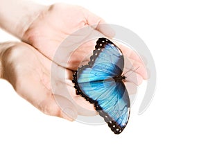 Blue Morpho