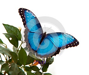 Blue Morpho