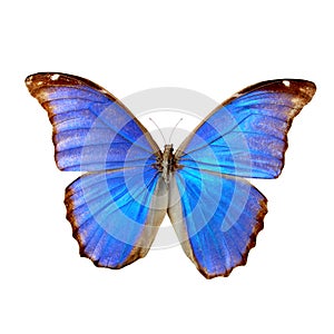 Blue morpho