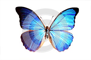 Blue Morpho