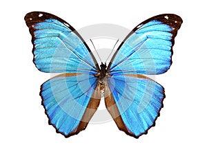 Blue morpho