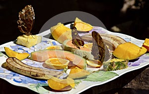 Blue morpho butterflies feasting on fruit