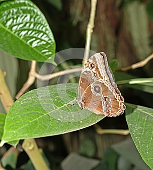 Blue morpho butterfly