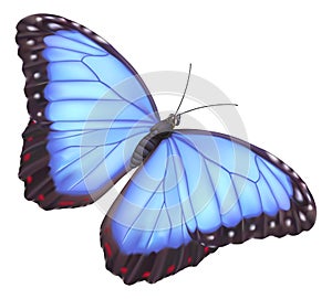 Blue morpho butterfly