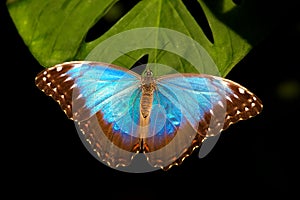 Blue Morpho butterfly