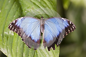 Blue Morpho butterfly