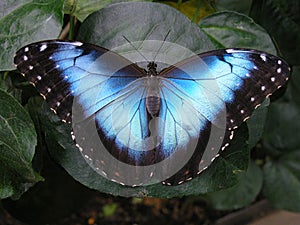 Blue Morpho Butterfly