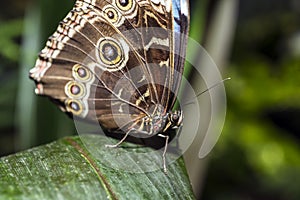 Blue Morpho Butterfly