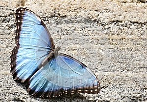 Blue Morpho Butterfly