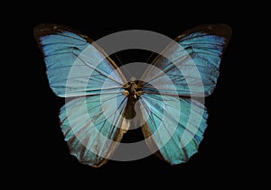 Blue morpho butterfly