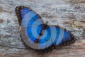 Blue morpho butterfly