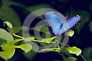 Blue Morpho Butterfly