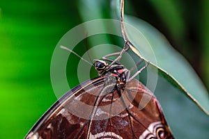 Blue Morpho Butterfly