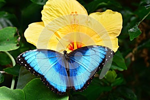 Blue Morpho Butterfly