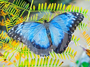 Blue Morpho butterfly