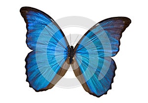 Blue Morpho Butterfly