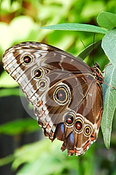 Blue Morpho Butterfly