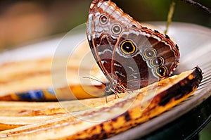 Blue morpho butterfly