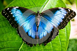 Blue Morpho Butterfly