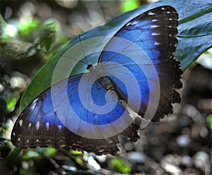 Blue Morpho Butterfly