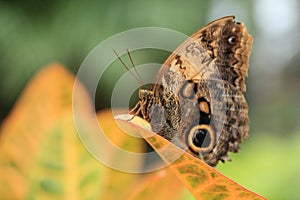 Blue Morpho Butterfly with closed wings - closeup