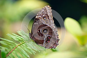 Blue morpho butterfly with closed wings posing on a plant Morpho peleides. Close-up