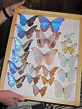 Blue Morpho butterfly collection, morpho didius, presented in a frame, Costa Rica