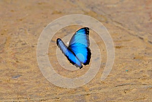 Blue Morpho Butterfly, Costa Rica