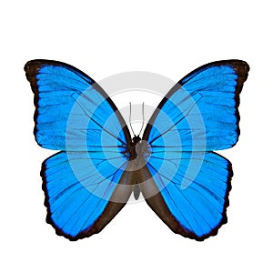 The Blue Morpho butterfly (disambiguation) or Sunset Morpho photo