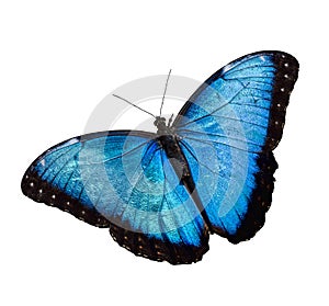 Blue Morpho