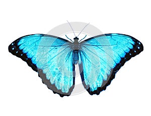 Blue morpho butterfly isolated on white background. Spread wings, color enhanced