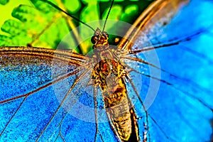 Blue Morpho butterfly on leaf, in Arenal Volcano area in costa rica central america