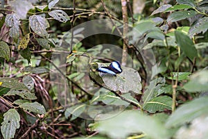 Blue morpho butterfly on leaf in Peruvian rainforest