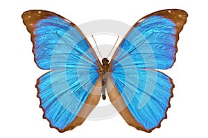 Blue Morpho Butterfly (Menelaus Blue Morpho) photo