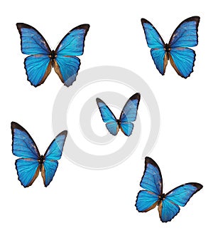 The blue morpho butterfly (Morpho menelaus) photo