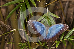 Blue Morpho Butterfly (Morpho peleides)