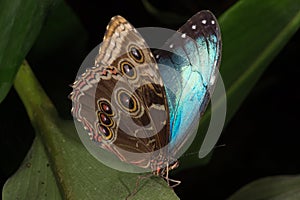Blue Morpho Butterfly (morpho peleides)