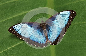Blue Morpho Butterfly, Morpho peleides
