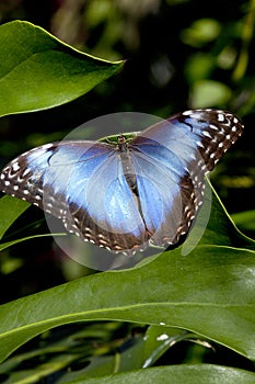 Blue Morpho Butterfly (Morpho peleides) photo
