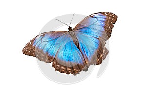 Blue morpho butterfly onwhite background photo