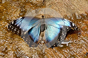 Blue Morpho Butterfly photo