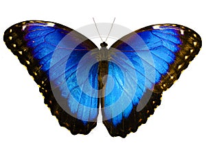 Blue morpho butterfly isolated on white background with spread wings photo