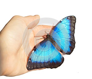 Blue morpho butterfly on girl`s hand is isolated on white background photo